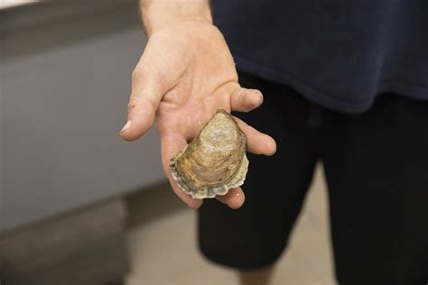 The Oyster Catcher Reveals Ancient Insights into South African Coastal Life!